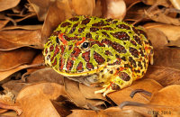 (i) 'Jabba' - Argentinian Ornate Horned-Frog  (Ceratophrys ornata)