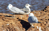 Audouin's Gulls (Ichthyaetus audouinii)  -  Red bills