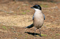 Azure-winged Magpie (Cyanopica cyanus)
