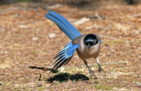 Azure-winged Magpie (Cyanopica cyanus) foraging
