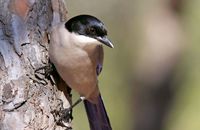 Azure-winged Magpie (Cyanopica cyanus)