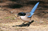Azure-winged Magpie (Cyanopica cyanus) feeding on fruit offerings