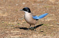 Azure-winged Magpie (Cyanopica cyanus)