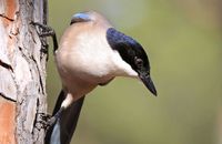 Azure-winged Magpie (Cyanopica cyanus)