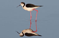 Black-winged Stilt (Himantopus himantopus) 2