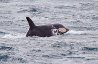 Orcas (Orcinus orca) (9) Juvenile Orca, yet to develop the white skin colour of the adults