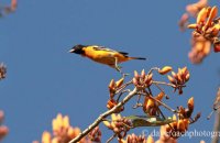 Baltimore Oriole ((Icterus galbula)