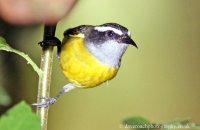 Bananaquit (Coereba flaveola)