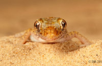 (iii) Eastern Sand Gecko (Stenodactylus leptocosymbotes)