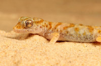 (i) 'Barbosa' - Eastern Sand Gecko (Stenodactylus leptocosymbotes)
