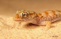 (ii) Eastern Sand Gecko (Stenodactylus leptocosymbotes)