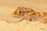 (iv) Eastern Sand Gecko (Stenodactylus leptocosymbotes)