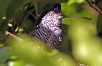 Barred Antshrike (Thamnophilus doliatus)