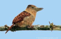 Barred Puffbird (Nystalys radiatus)