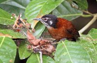 Bay Wren (Cantorchilus nigricapillus) 1