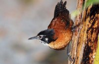 Bay Wren (Cantorchilus nigricapillus) 2