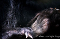 Bear Paws - Spectacled Bear (Tremarctos ornatus)