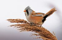 Bearded Reedling (Panurus biarmicus) 1