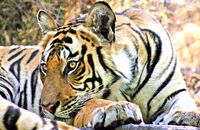 Bengal Tiger (Panthera tigris tigris) 11. Not bothered!