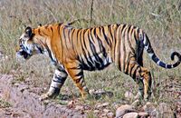 Bengal Tiger (Panthera tigris tigris) 4