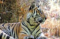 Bengal Tiger (Panthera tigris tigris) 3