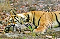 Bengal Tiger sleeping (Panthera tigris tigris) 5. Tiger feet!