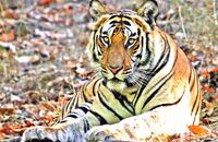 Bengal Tiger (Panthera tigris tigris) 10