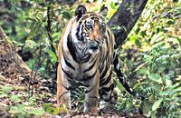 Bengal Tiger emerging from the forest (Panthera tigris tigris) 8