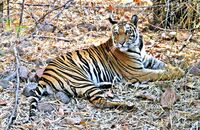 Bengal Tiger finishing off a kill (Panthera tigris tigris) 6