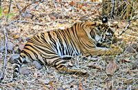 Bengal Tiger finishing off a kill (Panthera tigris tigris) 7