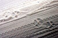 Bengal Tiger footprints (Panthera tigris tigris)