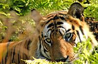 Bengal Tiger hiding in the undergrowth (Panthera tigris tigris) 1