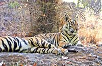 Bengal Tigers (Panthera tigris tigris) 2