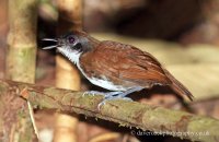 Bicolored Antbird (Gymnopithys leucaspis) 2