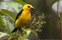 Black-and-yellow Tanager (Chrysothlypis chrysomelas)