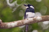 Black-breasted Puffbird (Notharchus pectoralis)