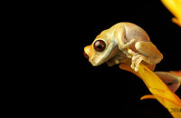 (i) 'Liam' - Black-eyed Frog (Agalychnis moreletii)