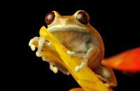(iv) Black-eyed Frog (Agalychnis moreletii)