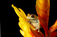 (ii) Black-eyed Frog (Agalychnis moreletii)