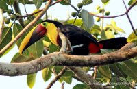 Black-mandibled Toucan (Ramphastos ambiguus)