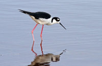 Black-necked Stilt (Himantopus mexicanus)