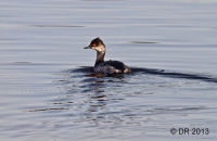 Black-necked Grebe (Podiceps nigricollis)