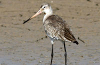 Black-tailed Godwit (Limosa limosa)