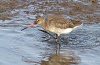Black-tailed Godwit  (Limosa limosa) 2