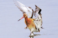 Black-tailed Godwit (Limosa limosa) 1