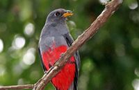 Black-tailed Trogon (Trogon melanurus)