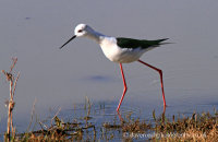 Black-winged Stilt (Himantopus himantopus)