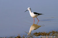 Black-winged Stilt (Himantopus himantopus)