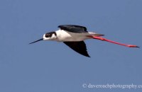Black-winged Stilt (Himantopus himantopus) 3