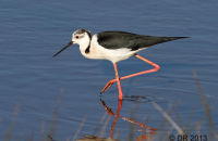 Black-winged Stilt (Himantopus himantopus) 1